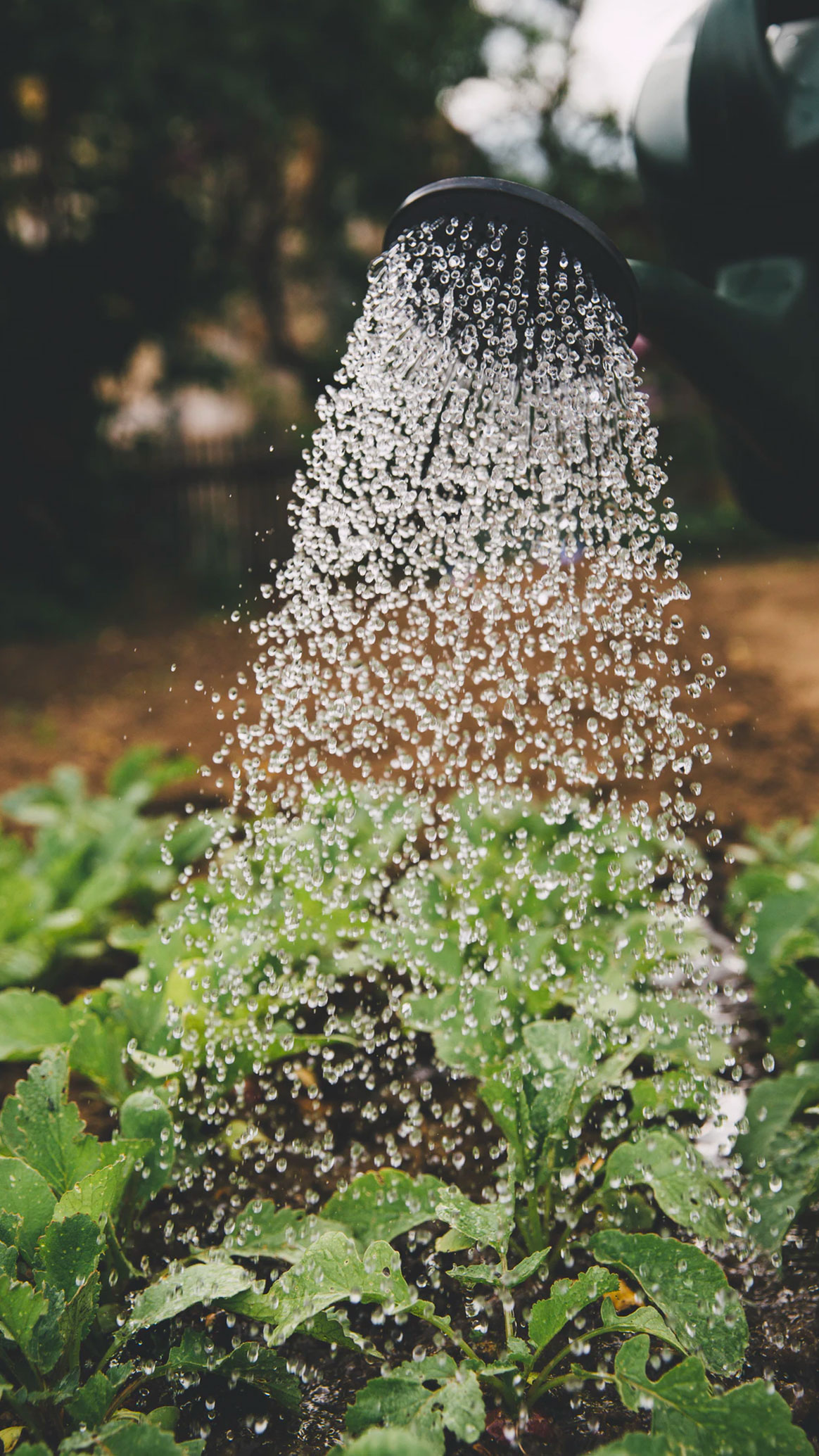 Watering Plants Watering Plants